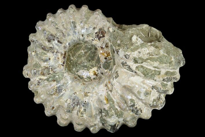 Bumpy Ammonite (Douvilleiceras) Fossil - Madagascar #115590